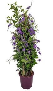 Duranta Zafiro
