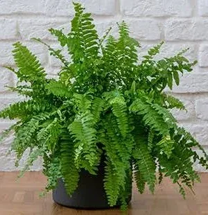 Helecho Boston 60 cm altura