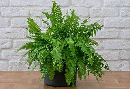 HELECHO BOSTON Helecho Boston 60 cm altura