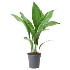 Aspidistra